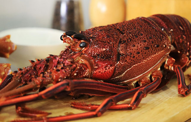 กุ้งมังกรแดงออสเตรเลีย*เป็น