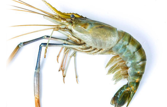 กุ้งแม่น้ำ2-3โล